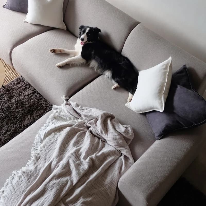 Border collie on Candy corner chaise sofa.
