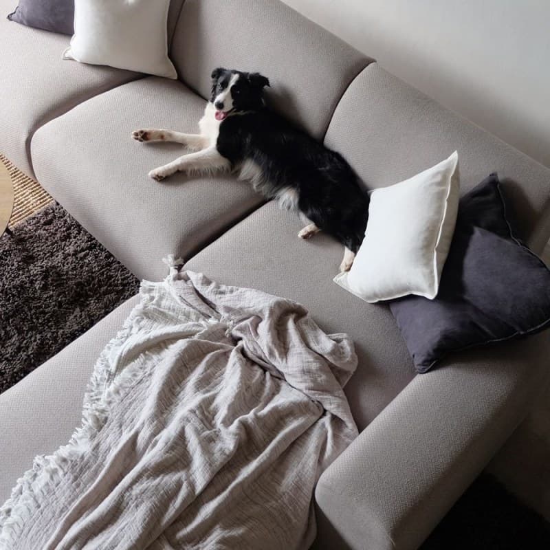 Border collie on Candy corner chaise sofa.