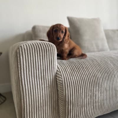User-generated image of the product Candy Left Corner Chaise, 261 cm in the reviewer's home