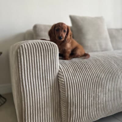 User-generated image of the product Candy Left Corner Chaise, 261 cm in the reviewer's home